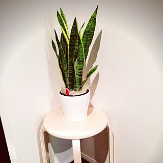 玄関/入り口/IKEA/植物のインテリア実例 - 2014-03-15 22:54:44