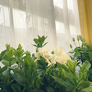 クチナシの花/植物のある部屋/かわいい♡/休みの日/良い日...などのインテリア実例 - 2021-05-09 02:23:08