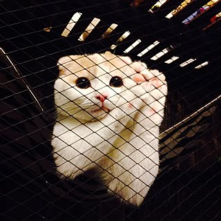 棚/ねこ部に入りたい/スコティッシュフォールド/猫のお家もかっこよく♡/猫...などのインテリア実例 - 2015-03-07 22:49:33