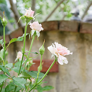 部屋全体/NO GREEN NO LIFE/薔薇/薔薇のある暮らし/自己満足の世界...などのインテリア実例 - 2021-06-24 11:48:37