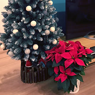 ポインセチア/クリスマスツリー/ツリー/リビングのインテリア実例 - 2020-12-11 17:02:35