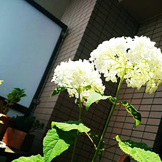 ベッド周り/植物/日替わり投稿企画!木曜日/RCの出会いに感謝♡/一目惚れが多い...などのインテリア実例 - 2017-06-16 08:01:12