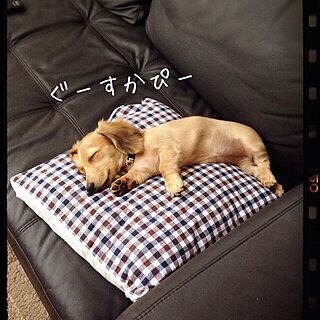 ☆chula☆/犬部♪/ペットインテリアのインテリア実例 - 2014-08-31 20:05:37