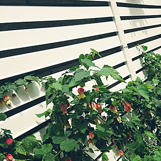 玄関/入り口/夏休み/Botanical Style/植物に囲まれ隊/アブチロンチロリアンランプ...などのインテリア実例 - 2018-08-13 13:14:10