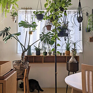 壁に付けられる家具/観葉植物のある暮らし/シンプルな暮らし/お気に入りの場所/観葉植物インテリア...などのインテリア実例 - 2022-12-13 08:02:27