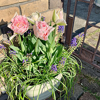 八重咲きチューリップ/ムスカリは植えっぱなしです/寄せ植え/チューリップ/生花...などのインテリア実例 - 2021-04-06 08:00:41