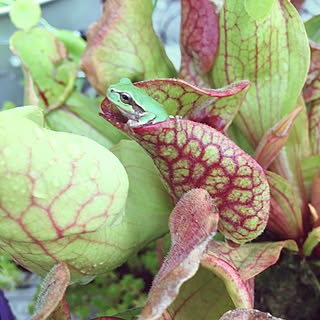 ベッド周り/食虫植物/カエル/植物/植物のある暮らし...などのインテリア実例 - 2016-08-03 06:48:22