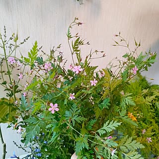 花のある暮らし/ガーデニング/植物のある暮らし/自然を感じる暮らし/いいねフォローありがとうございます...などのインテリア実例 - 2024-05-19 17:32:04