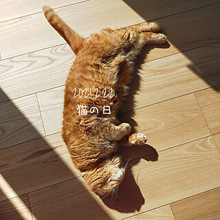 IG→hm_myhome/マイホーム/ねこのいる日常/猫の日/床と同化...などのインテリア実例 - 2021-02-22 23:47:10