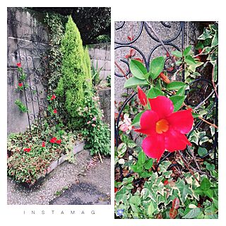 玄関/入り口/赤い花/手作り花壇/サンパラソルのインテリア実例 - 2017-07-05 12:18:49