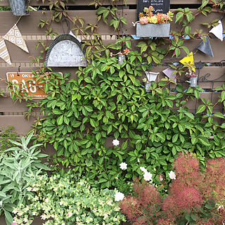 ヘンリーヅタ 庭の花のインテリア実例 Roomclip ルームクリップ