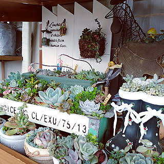 棚/多肉寄せ植え/趣味/succulent plants/10000人の暮らし...などのインテリア実例 - 2018-05-10 12:41:04