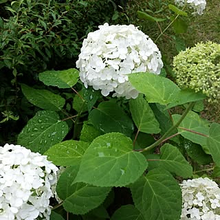 玄関/入り口/アジサイ/雨/お庭のお花/花壇...などのインテリア実例 - 2015-06-19 10:11:10