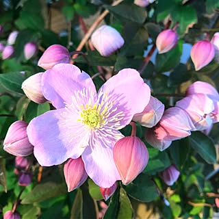 玄関/入り口/早起きは三文の得☀/お花大好き♡/薔薇が大好き╰(✿´⌣`✿)╯♡/カメラマーク消し☆...などのインテリア実例 - 2017-05-03 07:06:17