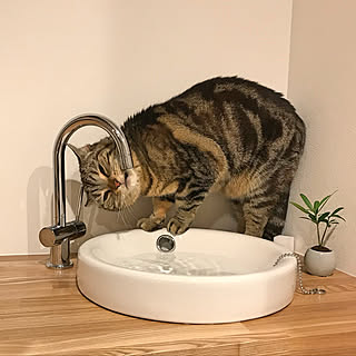 棚/猫/猫のいる暮らし/猫の水飲み場/ねこのいる日常...などのインテリア実例 - 2018-06-04 21:44:13