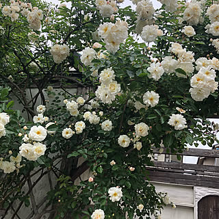 バラのある庭/ガーデニング/DIY/バラのインテリア実例 - 2021-05-08 14:07:30