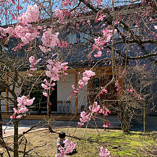 枝垂れ桜/桜/春/ガルバリウムと木/外観...などのインテリア実例 - 2021-03-27 16:45:16