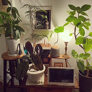 観葉植物 パキラの成長速度はんぱないのおしゃれなアレンジ 飾り方のインテリア実例 Roomclip ルームクリップ