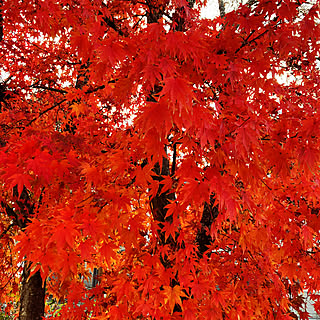 玄関/入り口/紅葉/植物のある暮らし/こどもと暮らす/日々の暮らし...などのインテリア実例 - 2023-11-23 15:41:10