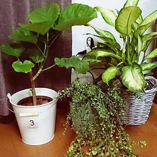 リビング/くつろぎ空間/植物/観葉植物のある部屋/ウンベラータ...などのインテリア実例 - 2017-07-20 20:36:41