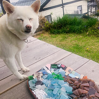 南側ベランダ/シーグラス/犬と暮らす/気をつけてお過ごし下さい！/部屋全体のインテリア実例 - 2020-04-03 16:40:20