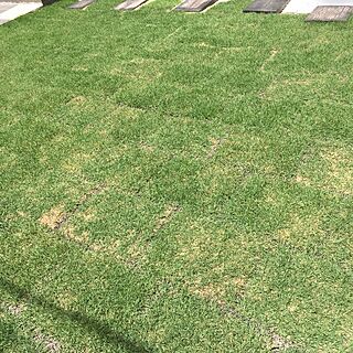 玄関/入り口/芝生の庭/芝生/TM9/TM9芝生のインテリア実例 - 2017-05-27 12:36:26