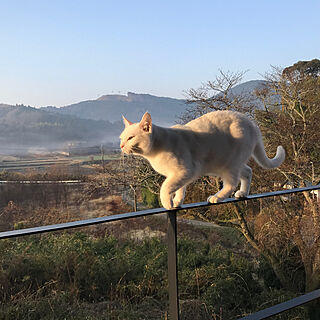 リビング/里山/暮らしの一コマ/景色が大好き/猫のインテリア実例 - 2018-03-14 07:09:45