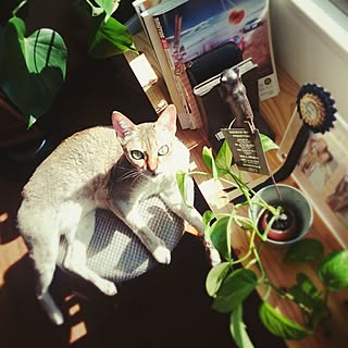 部屋全体/植物/癒し♡/ひなたぼっこ☀/インテリアじゃなくてごめんなさい...などのインテリア実例 - 2016-05-20 15:42:07