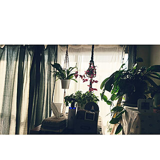 ベッド周り/ナチュラル/植物のある暮らし/寝室/窓辺の風景...などのインテリア実例 - 2021-05-29 05:18:37