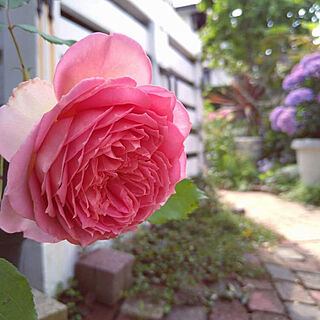 部屋全体/バラのある庭/花のある風景/薔薇のある暮らし/ガーデン...などのインテリア実例 - 2021-06-16 18:28:21