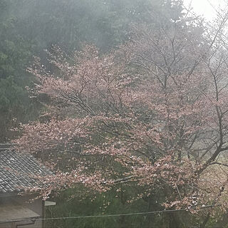 桜/庭のお花/玄関/入り口のインテリア実例 - 2022-03-26 19:36:25