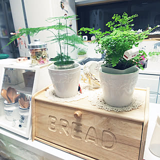 観葉植物/コメントスルーで大丈夫です♡/フォロワーさんに感謝♥/RCの出会いに感謝♡のインテリア実例 - 2018-03-28 20:56:40