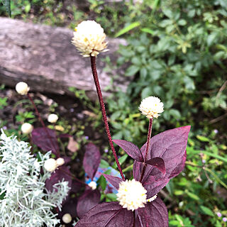 玄関/入り口/秋の花/レッドフラッシュ/赤葉センニチコウ/朝霧草...などのインテリア実例 - 2018-09-12 14:49:42