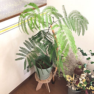 朝から汗だく/植え替えました/エバーフレッシュ成長記録/エバーフレッシュ/ベッド周りのインテリア実例 - 2020-08-09 10:10:36