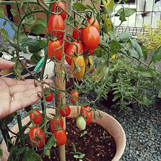 庭にて/ミニトマト栽培/収穫しましたのインテリア実例 - 2015-05-05 09:35:27