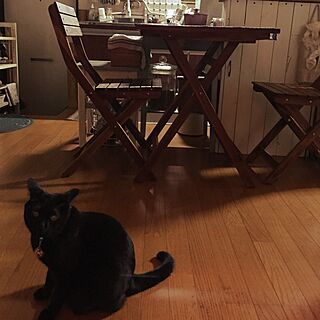 キッチン/猫との生活/黒猫chan°.♡/DIY/ナチュラルのインテリア実例 - 2015-05-09 22:23:35