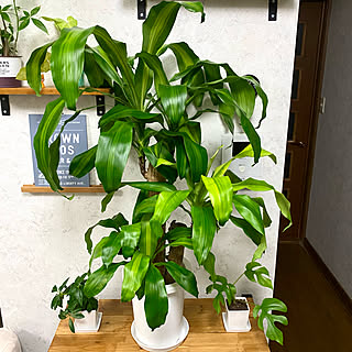 観葉植物 ドラセナマッサンゲアナのおしゃれなアレンジ 飾り方のインテリア実例 Roomclip ルームクリップ