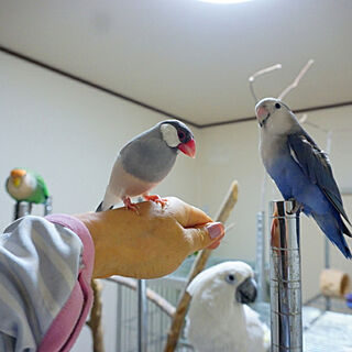 タイハクオウムのミルク/シルバーブンチョウ/コザクラインコ/RCの出会いに感謝♡/インテリアじゃなくてごめんなさい...などのインテリア実例 - 2018-08-07 22:24:05