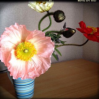 机/植物/机の上の物のインテリア実例 - 2013-03-12 15:10:12
