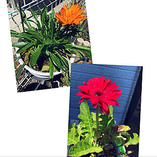 RCの出会いに感謝♡/見てくださってありがとう❁︎/植物のある暮らし/庭仕事が好き/鮮やかな花色、大きな花...などのインテリア実例 - 2021-06-05 11:28:32