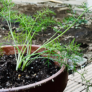 中庭/ガーデン雑貨/花のある暮らし/プロヴァンス風/植物のある暮らし...などのインテリア実例 - 2020-11-14 13:20:23