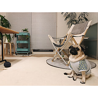 IKEA/賃貸/パグ/犬と暮らす/Instagram:yui____k...などのインテリア実例 - 2017-10-17 21:34:31