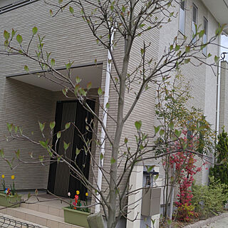 玄関/入り口/ハナミズキの木のインテリア実例 - 2018-04-04 16:23:46