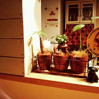 棚/グリーン増やしたい♪/おやすみなさい/観葉植物のある部屋のインテリア実例 - 2014-03-10 21:39:14