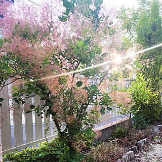 植物のある暮らし/てづくりの庭/庭/手作り花壇/白フェンス...などのインテリア実例 - 2022-06-05 00:56:55