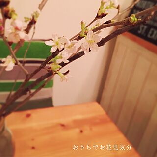 机/春よ来い/ダイニングテーブルの上/花のある暮らし/桜...などのインテリア実例 - 2017-03-24 20:46:52