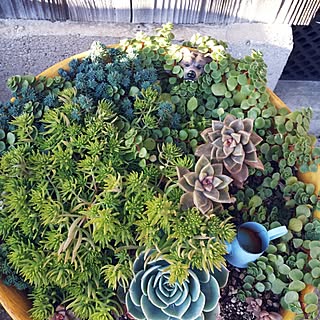 寄せ植え♥︎のインテリア実例 - 2015-12-30 16:02:28