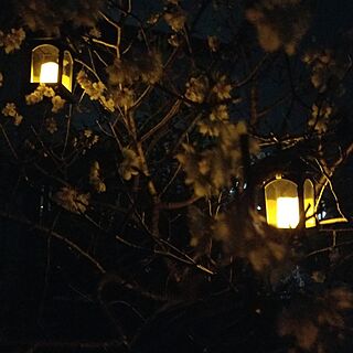 玄関/入り口/LEDソーラーランタン/さくらんぼの花/夜桜を我が家でのインテリア実例 - 2023-03-10 19:15:44