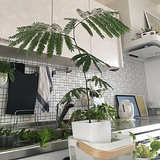 キッチン/観葉植物/植物/IKEA/セリア...などのインテリア実例 - 2016-06-08 12:56:06