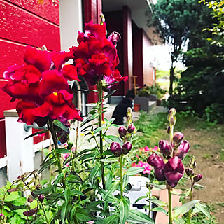 花が咲くまで何の花だっけ！/金魚草の鉢植え/北側の庭/玄関周り/平成最後の日...などのインテリア実例 - 2019-04-30 13:23:08